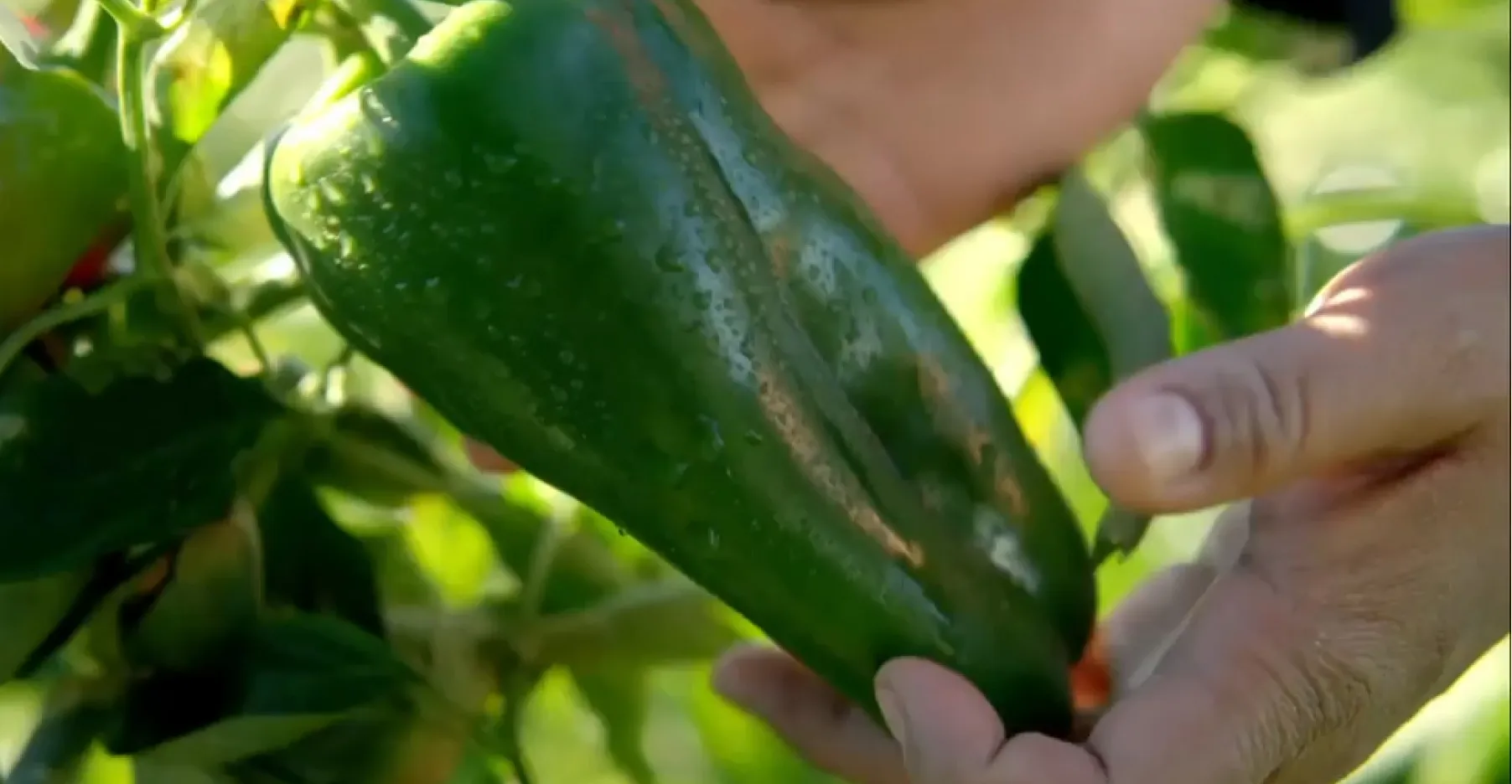 Hands holding a pepper up close