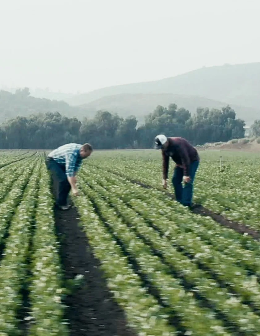 Farmers working in the field